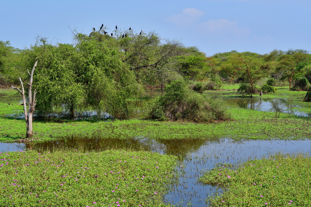 Gambela region